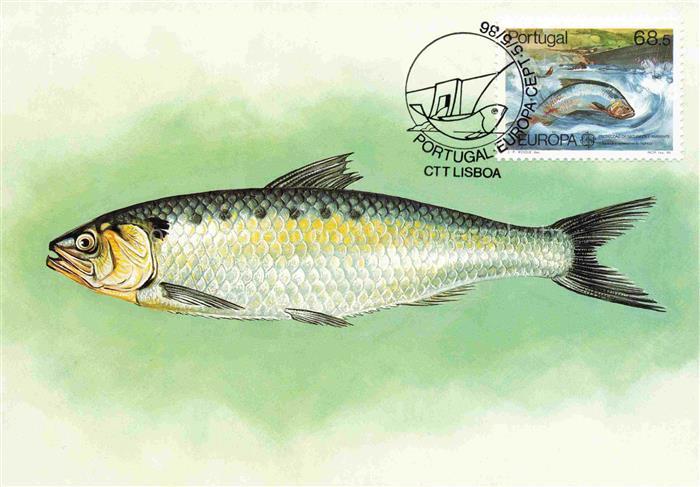 Fische Fish Poissons Peces Pesci-- Portugal Savel Cttlisboa