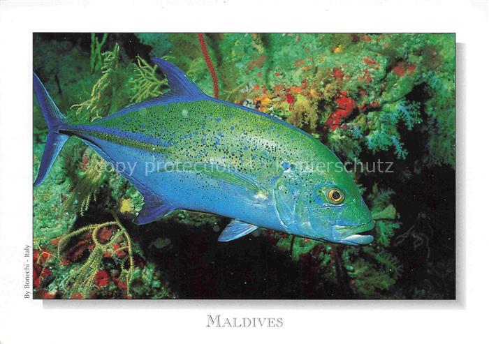 Fische Fish Poissons Peces Pesci-- Maldives Bluefin Trevally