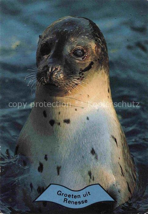 Seehunde Robben Renesse