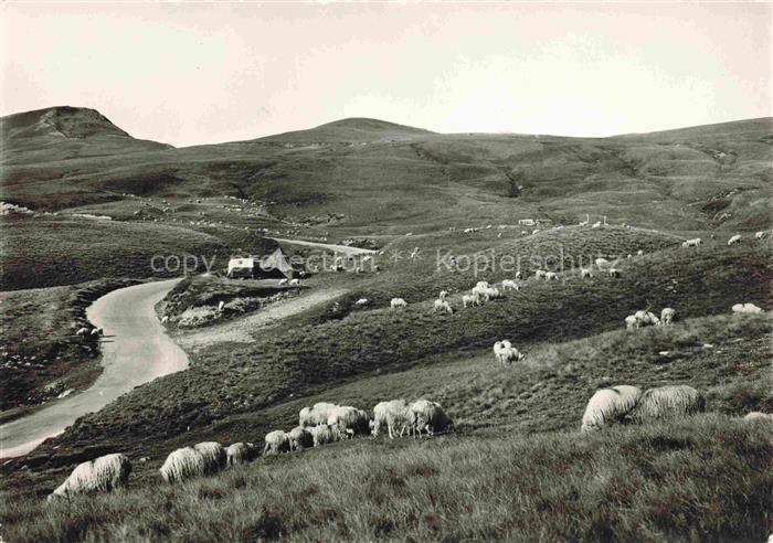 Schaeferei Sheperding Bergerie-- Pyrénées Col d'Aubisque