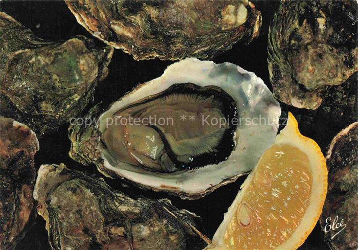 Meerestiere Sea Animals Animaux Marins Muscheln Huitre Austern