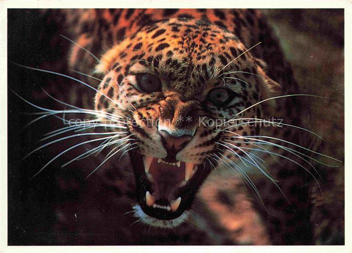 Panter Panther Panthere