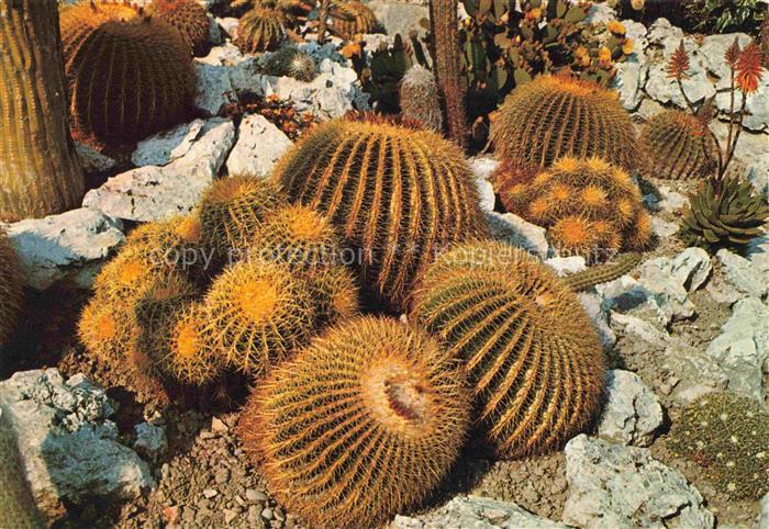 Kakteen Goldkugelkaktus EZE Cote D'Azur