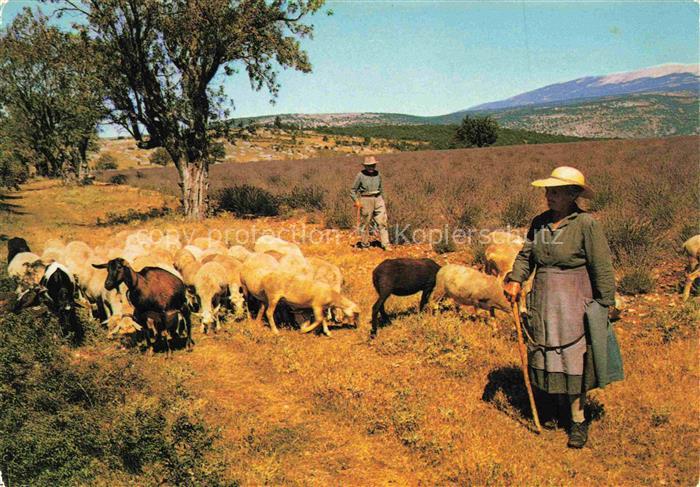 Schaeferei Sheperding Bergerie-- Provinces