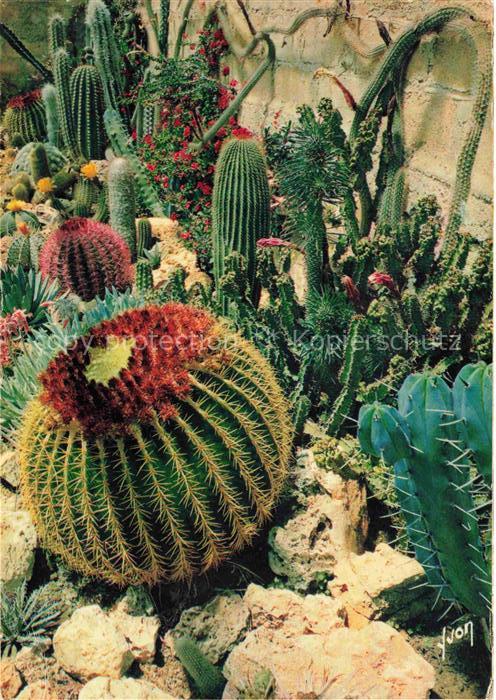 Kakteen Goldkugelkaktus Sanary Bandol