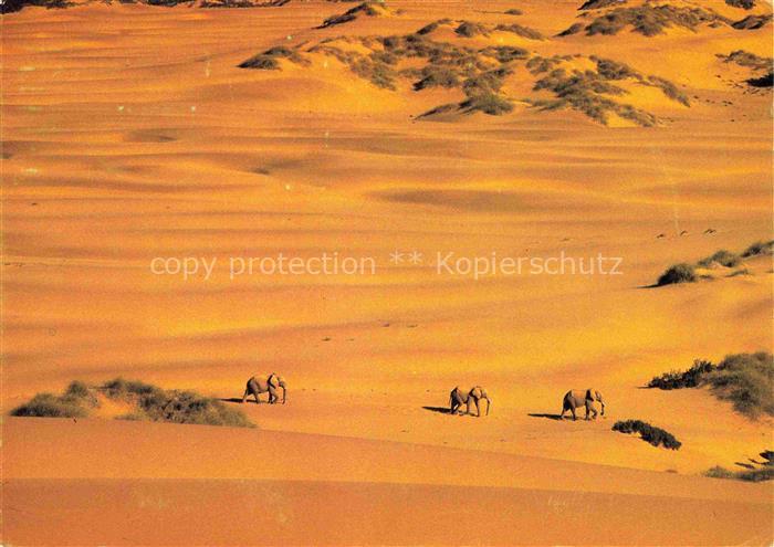 Elefant in der Namib