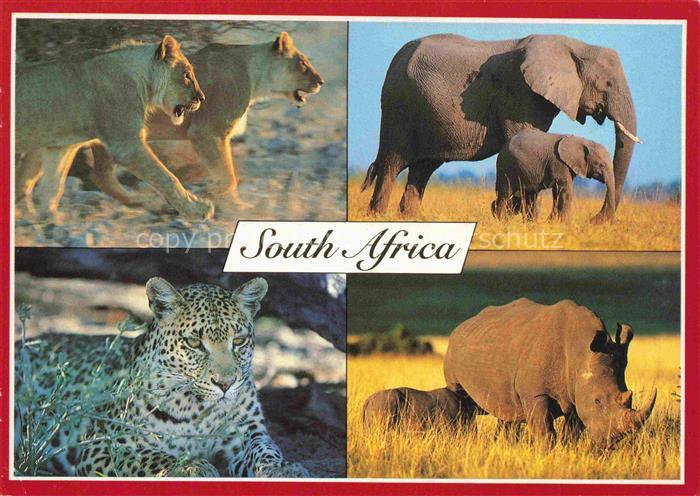 TIERE Animals Animaux Animales Animali-- Elefent Loewe Panter Nashorn