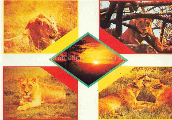 Loewe Lion-- East Africa