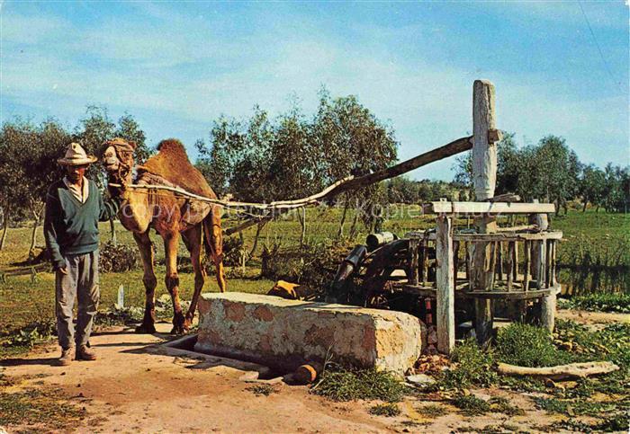 Kamele  Camel Chameau-- Schoepfrad Noria Marokko Maroc