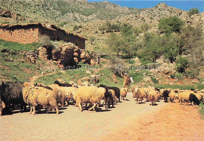 Schaeferei Sheperding Bergerie-- Maroc Ifini