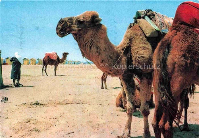 Kamele  Camel Chameau-- Nabeul Plage Tunisien