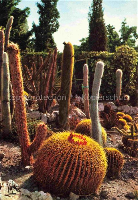 Kakteen Eze Village Goldkugelkaktus
