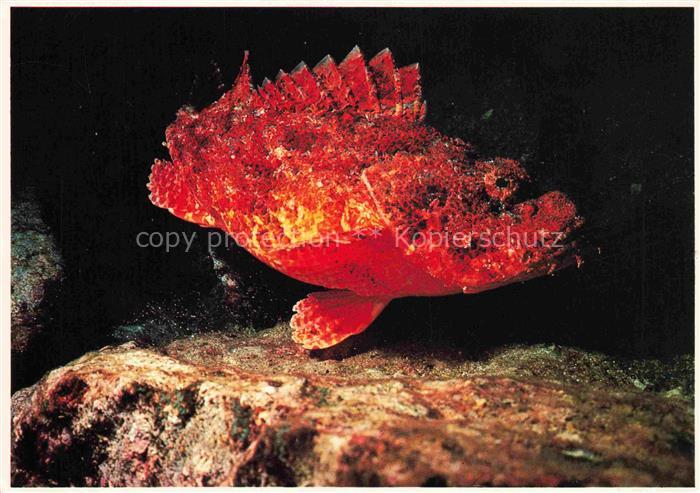 Fische Fish Poissons Peces Pesci-- Scorpion