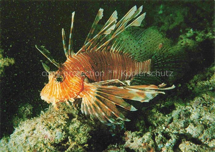 Fische Fish Poissons Peces Pesci-- Maldives Lion Totfeuerfisch