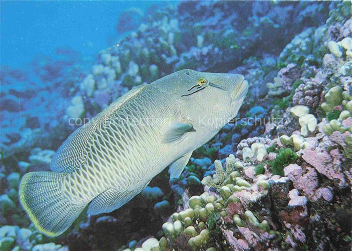 Fische Fish Poissons Peces Pesci-- Lippfisch Cheilinus undulatus