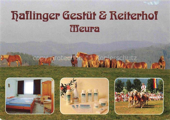 Meura Haflinger Gestuet und Reiterhof
