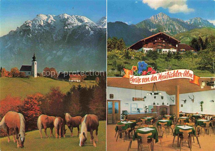 Piding Berggaststaette Neubichleralm am Hoegl Haflingerpferde Alpen