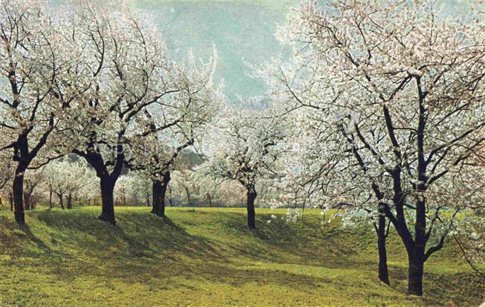 Niederwartha DRESDEN Serie Fruehlingsbilder Nr 529 Kirschbluete