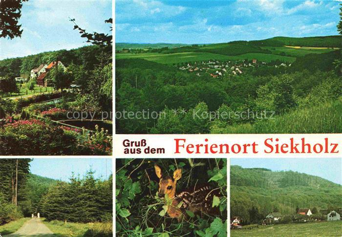 Siekholz Panorama Ferienort Waldweg Rehkitz