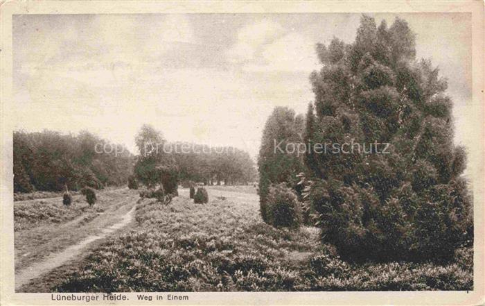 LueNEBURGER HEIDE HAIDE Landschaftspanorama Lueneburger Heide Weg in Einem Feldp