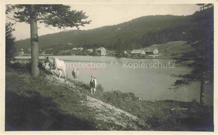 Walster Region Mariazell Steiermark AT Hubertus See