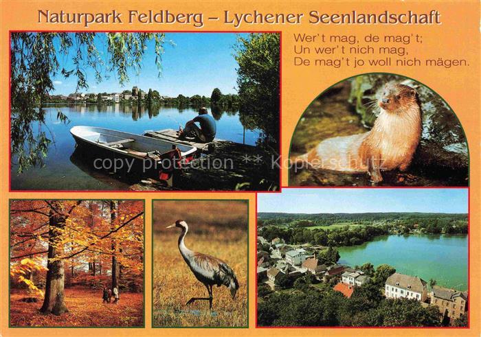 Feldberg Mecklenburg Naturpark Feldberg Lychener Seenlandschaft Fischotter Herbs
