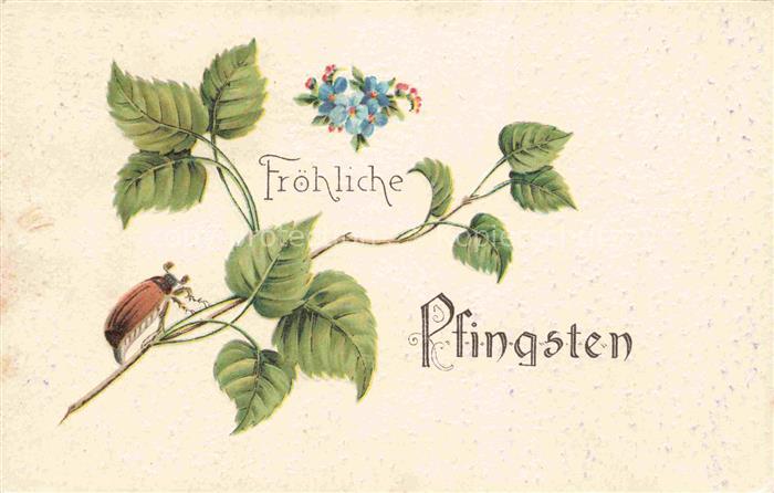 Maikaefer Cockchafer Hanneton-- Pfingsten