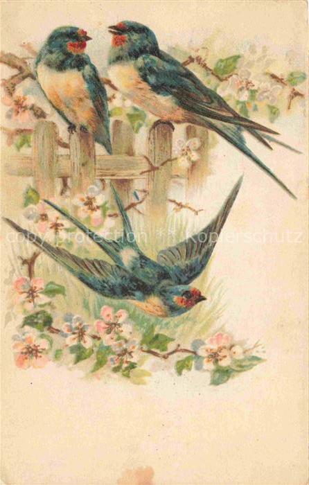Schwalbe Swallow Hirondelle Golondria Voegel Birds Oiseaux Litho