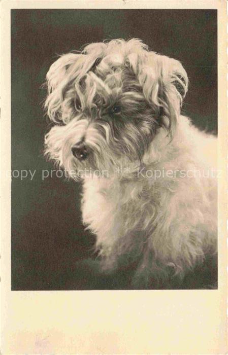 Hunde dogs chiens Weis