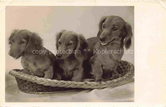 Foto Amag Nr. 69417 Dackel