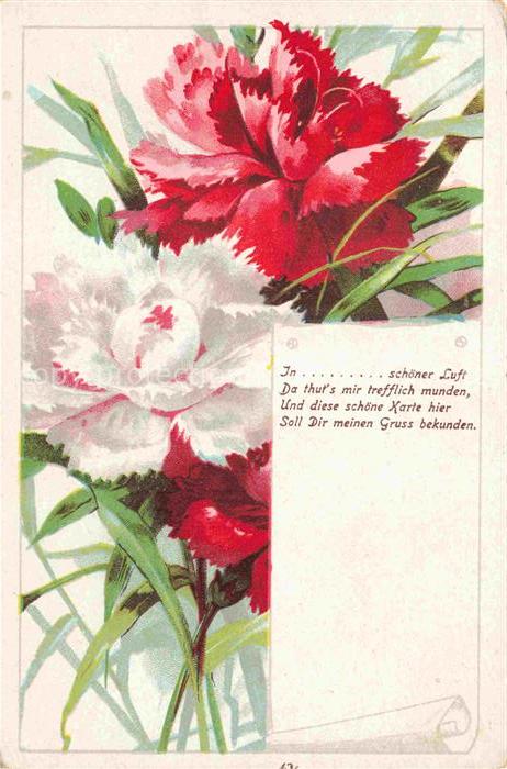 Nelken Carnations Oeillets Claveles Garofani-- Rot Weis