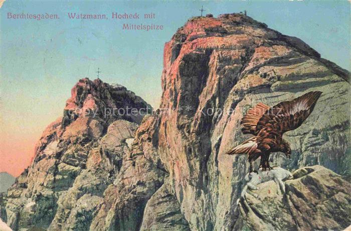 Adler Eagle Aigle Aguila-- Berchtengarden Watzmann Hocheck Mittelspitze