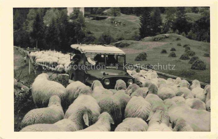 Schaeferei Sheperding Bergerie-- Auto