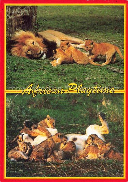 Tiger  Tigre-- African Playtine Lion with Cubs
