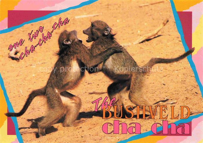 Affen Monkeys Singes Monos Scimmie-- Chacma Baboons Bushveld