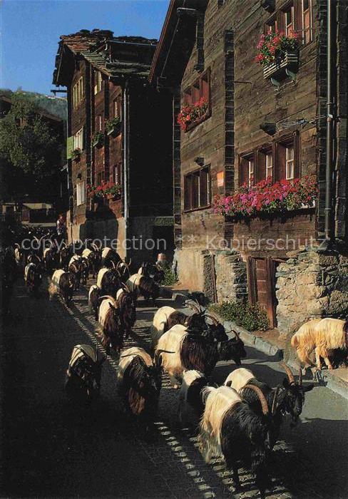 Gemse Chamois Gamuza Schwarzhalsziegen Zermatt Wallis