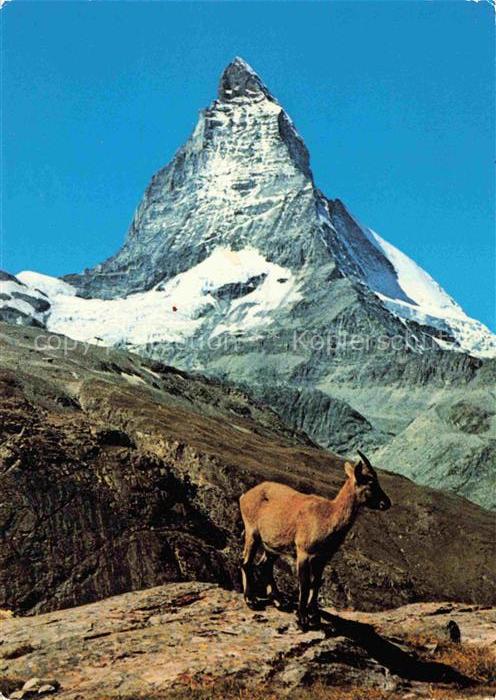 Gemse Chamois Gamuza Junger Steinbock Matterhorn