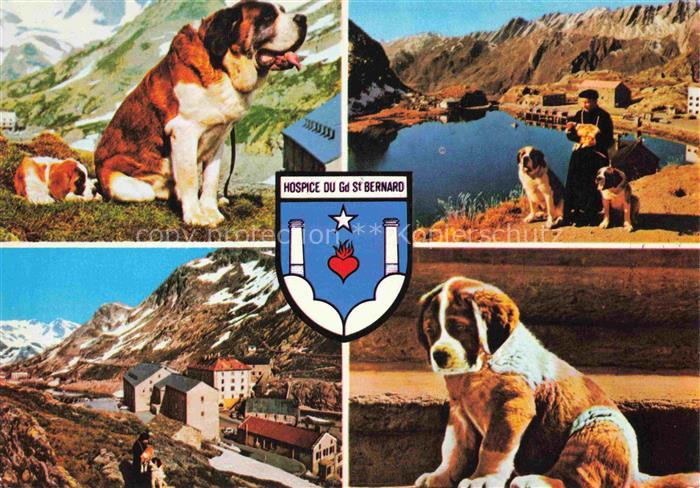 Hunde dogs chiens-- Hospice du Gd.St. Bernard
