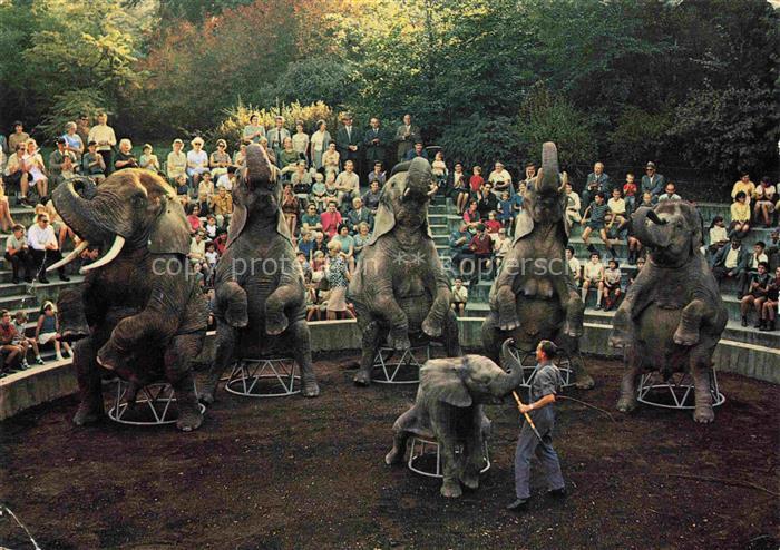 Zoo Gardin Zoologique-- Basel Afrikanische Elefanten