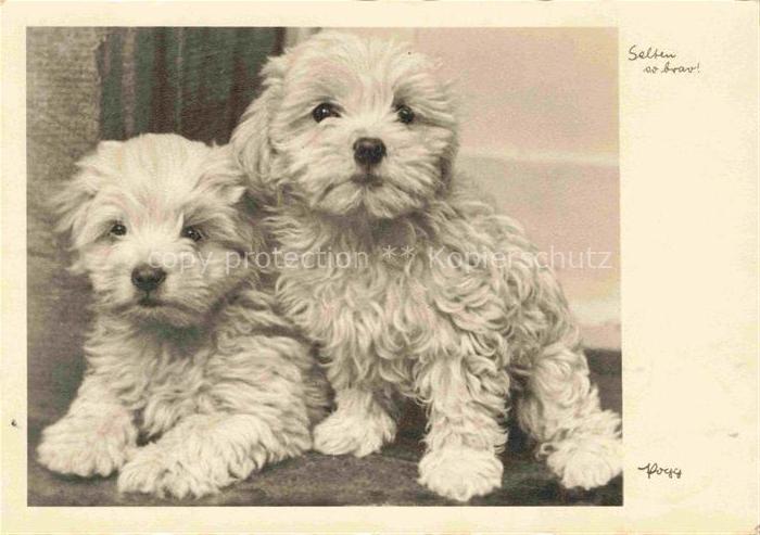 Hunde dogs chiens-- Weis