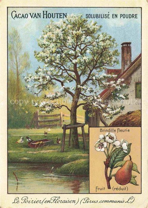 Baeume Trees Arbres Arboles Poirier Floraison Cacao von Houten Brindille flurie