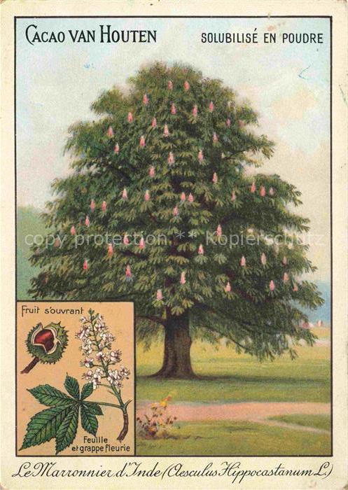 Baeume Trees Arbres Arboles Fruit souvrant Feulle Marronier Inde