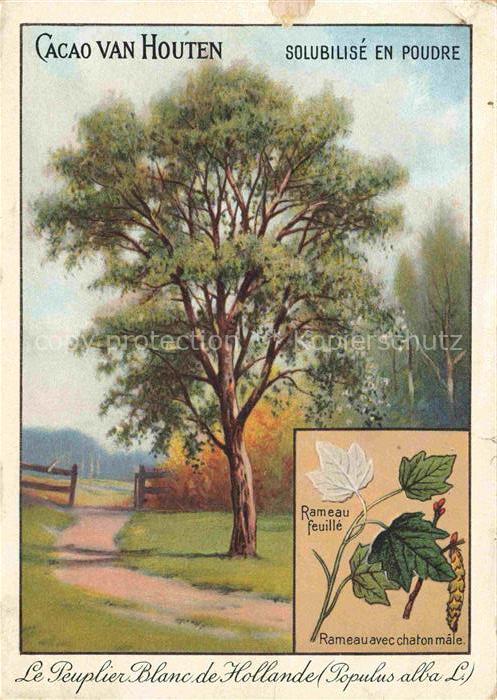 Baeume Trees Arbres Arboles Le Peuplier Blanc de Hollande
