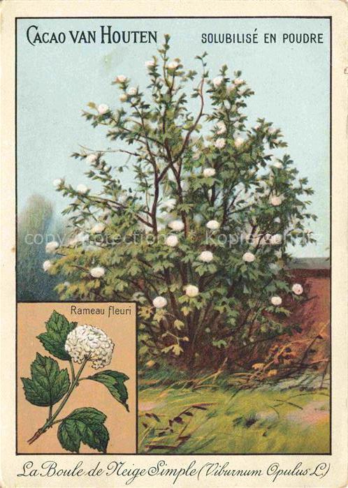 Baeume Trees Arbres Arboles La Boule de Neige Simple