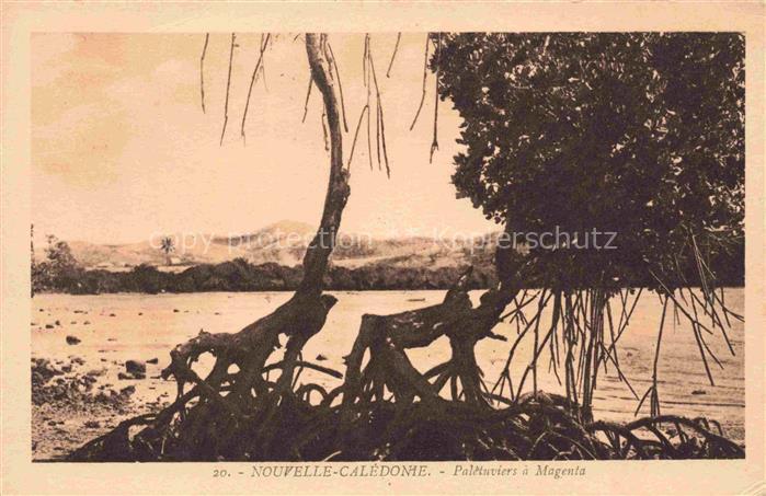 Nouvelle Caledonie New Caledonia Neukaledonien Paletuviers a Magenta