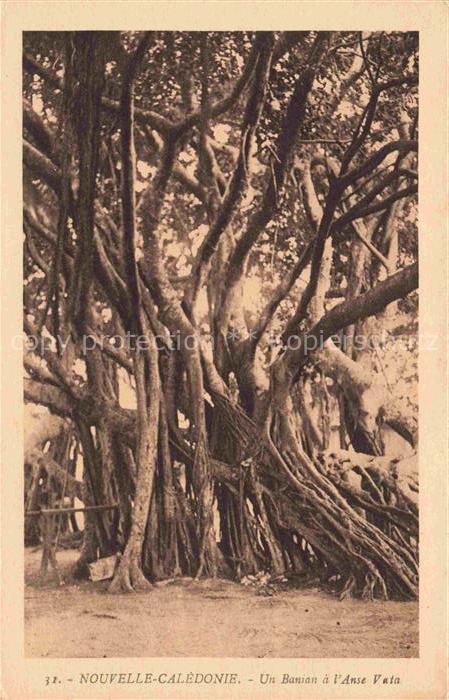 Nouvelle Caledonie New Caledonia Neukaledonien Un Banian a l'Anse Vain