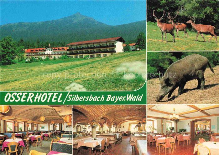 Silbersbach Osserhotel Restaurant Hirsche Wildschwein