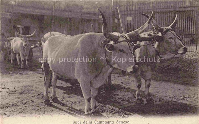 SIENA Toscana IT Buoi della Campagna Senese