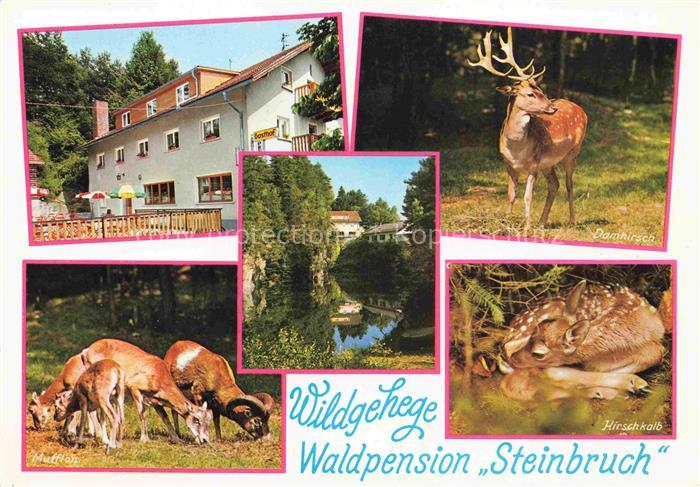 Sengenbuehl Waldpension Steinbruch Wildgehege Waldmuseum Damhirsch Mufflons Hirs