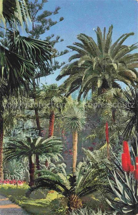 San Remo SANREMO Liguria IT Palmenhain